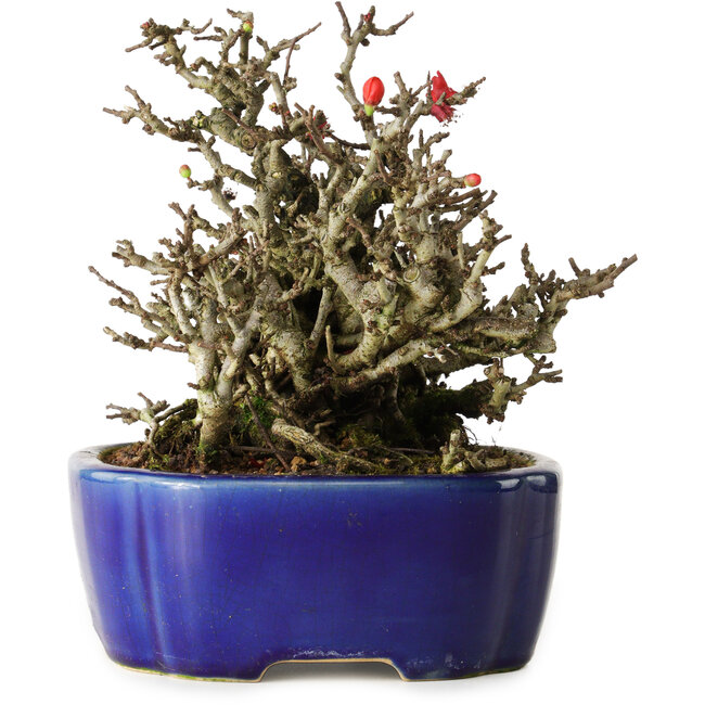Chaenomeles speciosa Chojubai, 17 cm, ± 25 years old, in a Yixing pot