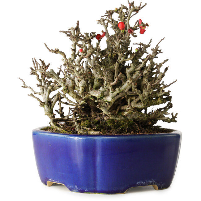Chaenomeles speciosa Chojubai, 17 cm, ± 25 años, en una olla Yixing
