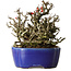 Chaenomeles speciosa Chojubai, 17 cm, ± 25 jaar oud, in een Yixing pot