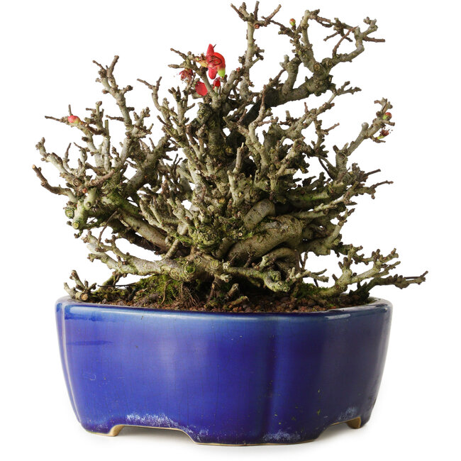 Chaenomeles speciosa Chojubai, 17 cm, ± 25 years old, in a Yixing pot