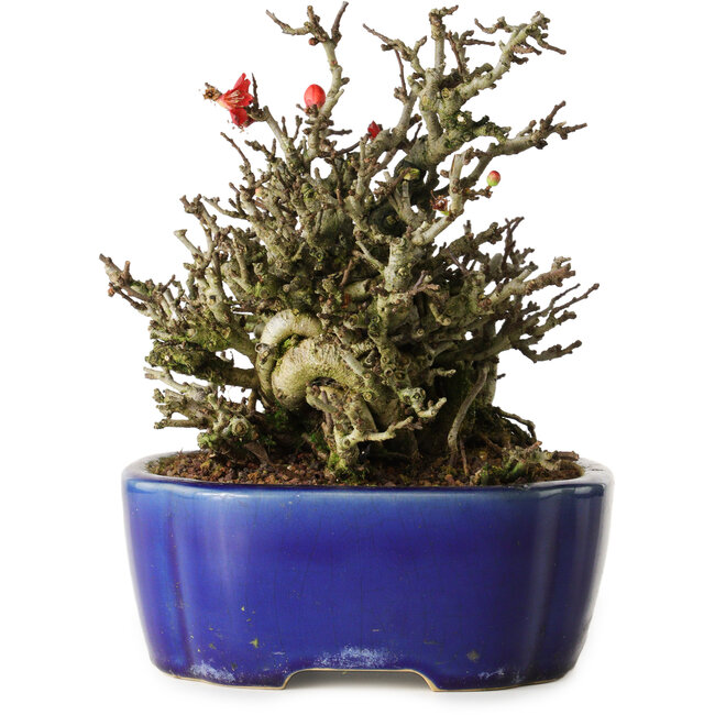 Chaenomeles speciosa Chojubai, 17 cm, ± 25 years old, in a Yixing pot