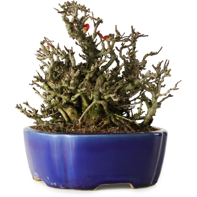 Chaenomeles speciosa Chojubai, 17 cm, ± 25 Jahre alt, in einem Yixing-Topf