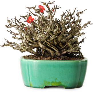 Yixing Chaenomeles speciosa Chojubai, 17 cm, ± 25 años