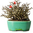 Chaenomeles speciosa Chojubai, 17 cm, ± 25 años, en una olla Yixing