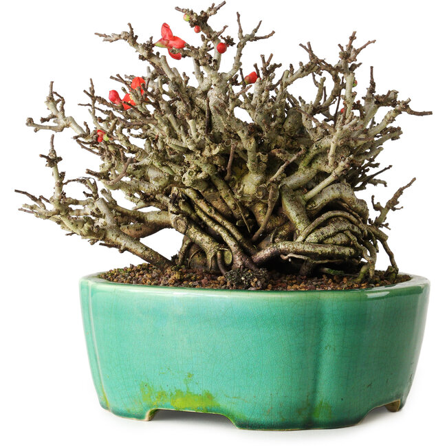 Chaenomeles speciosa Chojubai, 17 cm, ± 25 años, en una olla Yixing