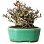 Chaenomeles speciosa Chojubai, 17 cm, ± 25 años, en una olla Yixing
