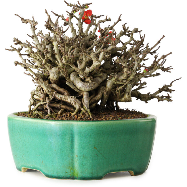 Chaenomeles speciosa Chojubai, 17 cm, ± 25 años, en una olla Yixing