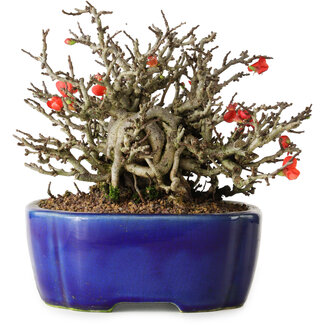 Yixing Chaenomeles speciosa Chojubai, 17 cm, ± 25 años