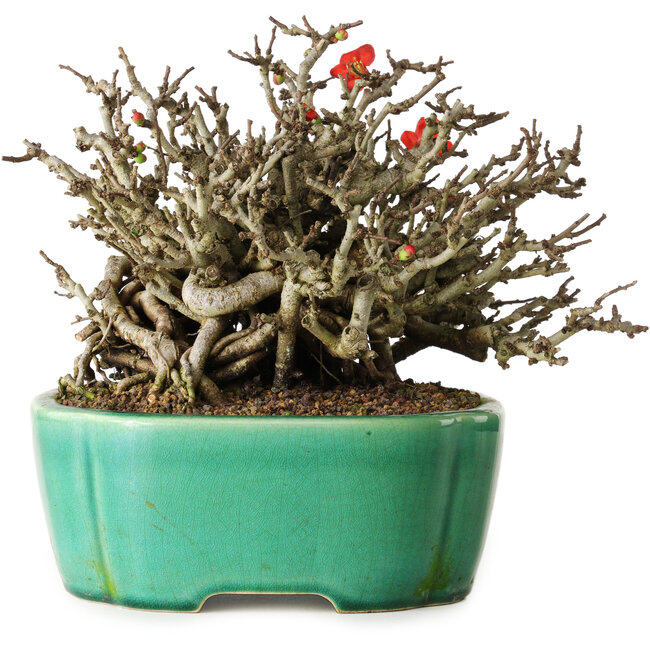 Chaenomeles speciosa Chojubai, 17 cm, ± 25 años, en una olla Yixing