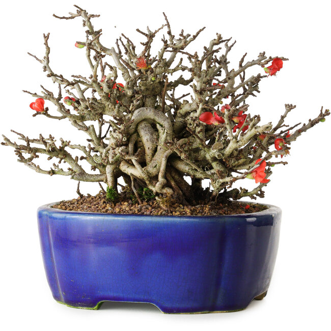 Chaenomeles speciosa Chojubai, 17 cm, ± 25 years old, in a Yixing pot