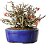 Chaenomeles speciosa Chojubai, 17 cm, ± 25 ans, dans un pot Yixing