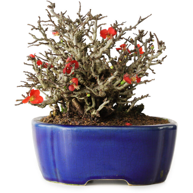 Chaenomeles speciosa Chojubai, 17 cm, ± 25 ans, dans un pot Yixing