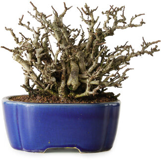 Yixing Chaenomeles speciosa Chojubai, 17 cm, ± 25 jaar oud