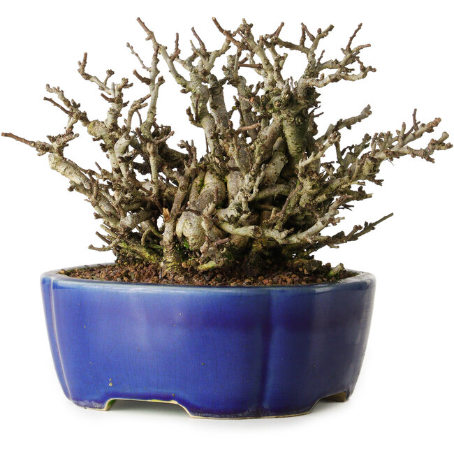 Chaenomeles speciosa Chojubai, 17 cm, ± 25 anni, in un vaso Yixing