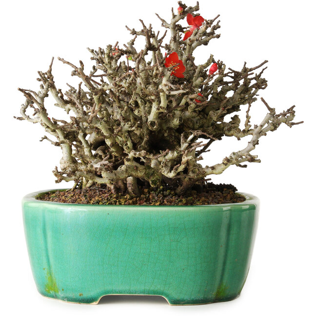 Chaenomeles speciosa Chojubai, 17 cm, ± 25 años, en una olla Yixing