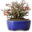 Chaenomeles speciosa Chojubai, 17 cm, ± 25 Jahre alt, in einem Yixing-Topf