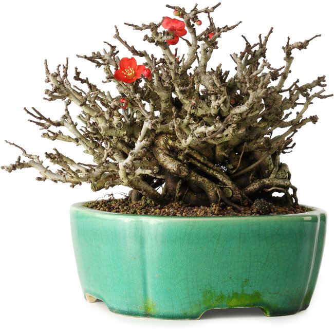 Chaenomeles speciosa Chojubai, 17 cm, ± 25 años, en una olla Yixing