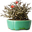 Chaenomeles speciosa Chojubai, 17 cm, ± 25 años, en una olla Yixing