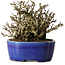 Chaenomeles speciosa Chojubai, 17 cm, ± 25 jaar oud, in een Yixing pot
