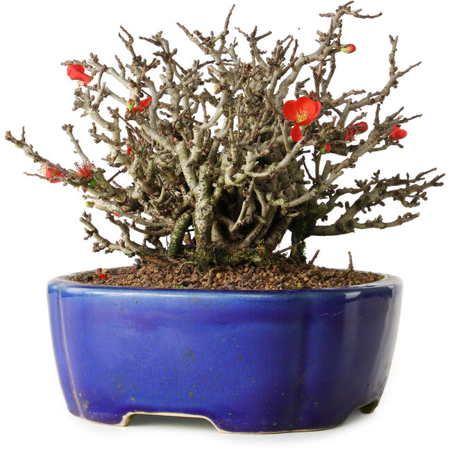 Chaenomeles speciosa Chojubai, 17 cm, ± 25 Jahre alt, in einem Yixing-Topf