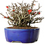 Chaenomeles speciosa Chojubai, 17 cm, ± 25 años, en una olla Yixing