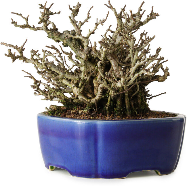 Chaenomeles speciosa Chojubai, 17 cm, ± 25 Jahre alt, in einem Yixing-Topf