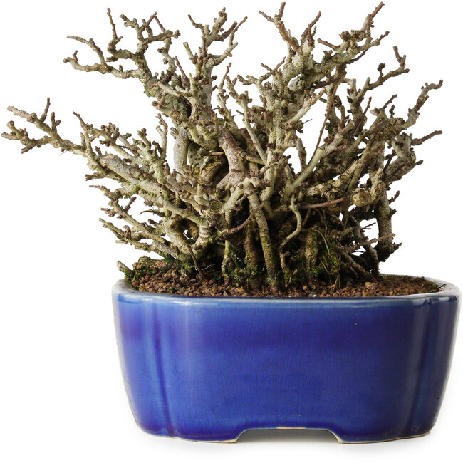 Chaenomeles speciosa Chojubai, 17 cm, ± 25 jaar oud, in een Yixing pot