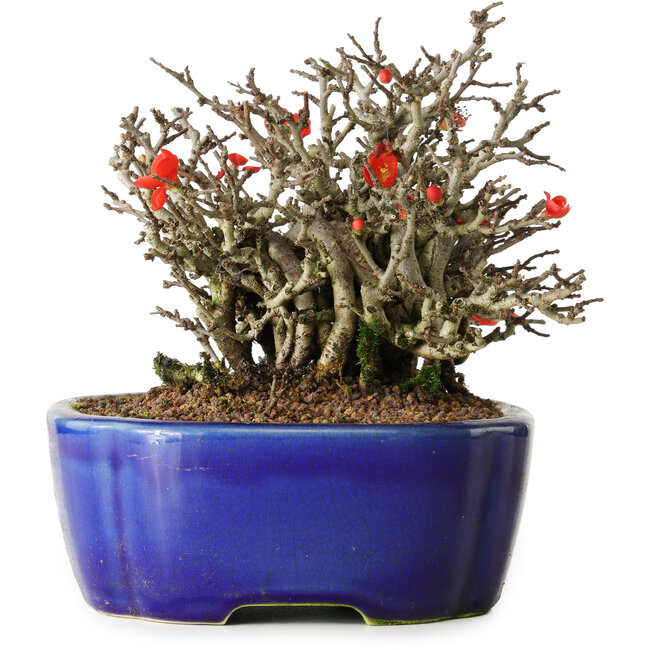 Chaenomeles speciosa Chojubai, 17 cm, ± 25 Jahre alt, in einem Yixing-Topf
