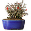 Chaenomeles speciosa Chojubai, 17 cm, ± 25 Jahre alt, in einem Yixing-Topf