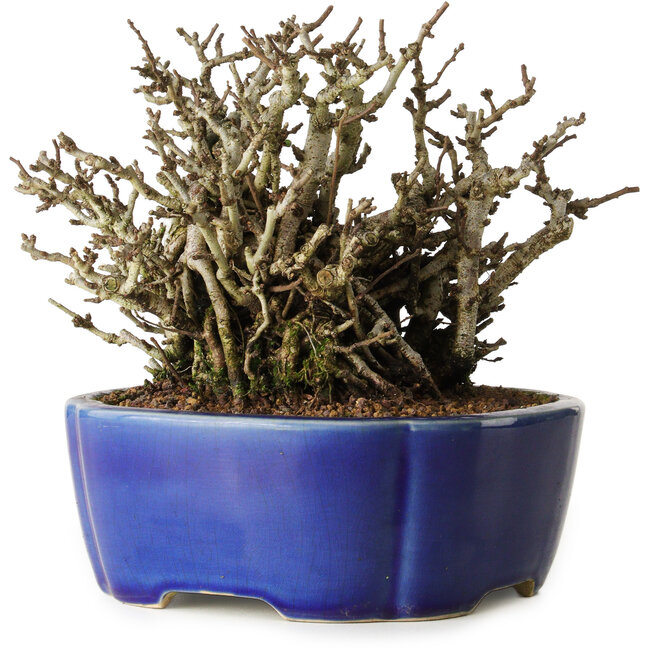 Chaenomeles speciosa Chojubai, 17 cm, ± 25 años, en una olla Yixing