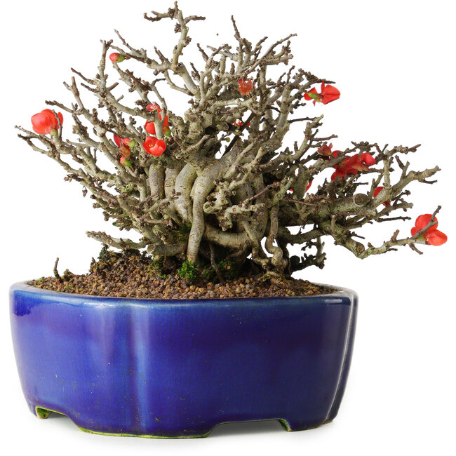 Chaenomeles speciosa Chojubai, 17 cm, ± 25 anni, in un vaso Yixing
