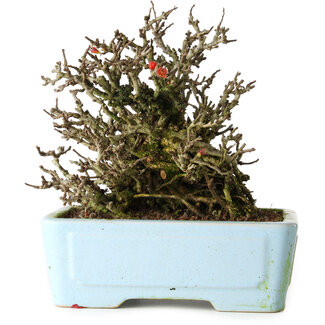 Yixing Chaenomeles speciosa Chojubai, 17 cm, ± 25 Jahre alt