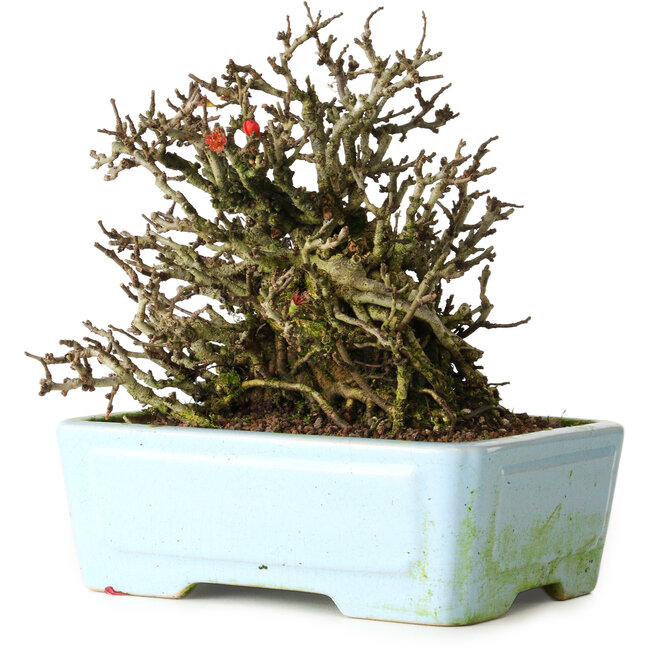 Chaenomeles speciosa Chojubai, 17 cm, ± 25 jaar oud, in een Yixing pot