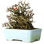 Chaenomeles speciosa Chojubai, 17 cm, ± 25 Jahre alt, in einem Yixing-Topf