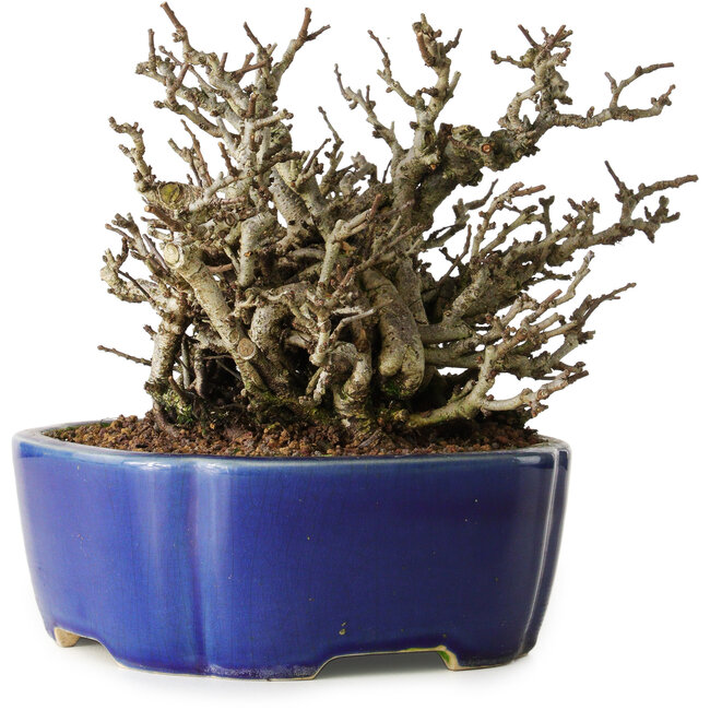 Chaenomeles speciosa Chojubai, 17 cm, ± 25 ans, dans un pot Yixing