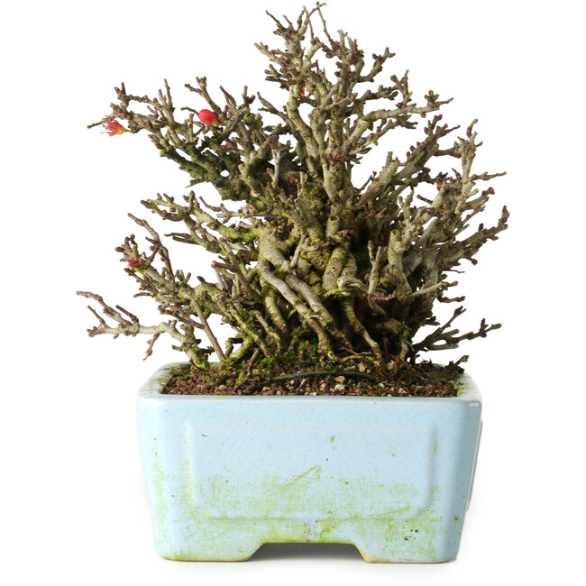 Chaenomeles speciosa Chojubai, 17 cm, ± 25 anni, in un vaso Yixing