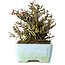 Chaenomeles speciosa Chojubai, 17 cm, ± 25 jaar oud, in een Yixing pot