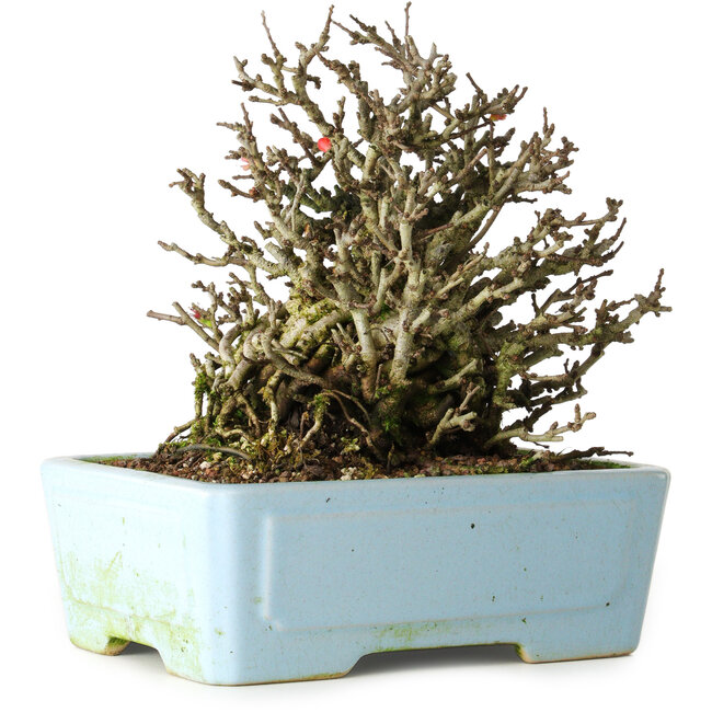 Chaenomeles speciosa Chojubai, 17 cm, ± 25 jaar oud, in een Yixing pot