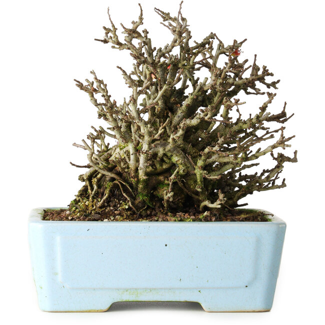 Chaenomeles speciosa Chojubai, 17 cm, ± 25 Jahre alt, in einem Yixing-Topf