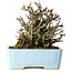 Chaenomeles speciosa Chojubai, 17 cm, ± 25 jaar oud, in een Yixing pot