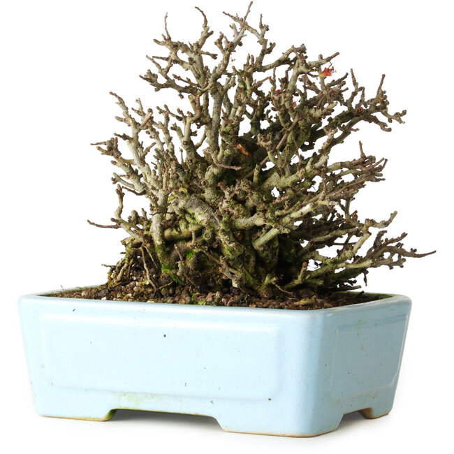 Chaenomeles speciosa Chojubai, 17 cm, ± 25 años, en una olla Yixing