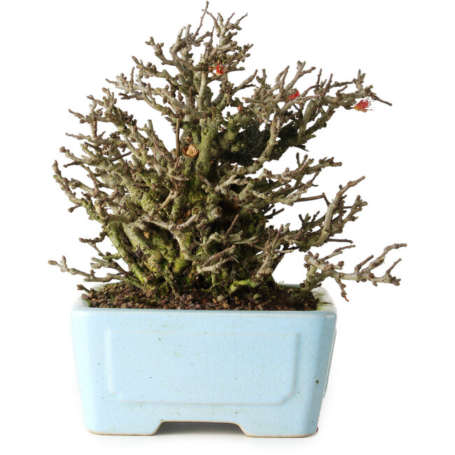 Chaenomeles speciosa Chojubai, 17 cm, ± 25 ans, dans un pot Yixing