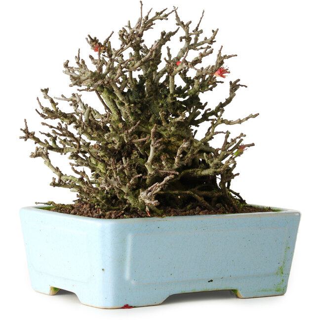 Chaenomeles speciosa Chojubai, 17 cm, ± 25 años, en una olla Yixing