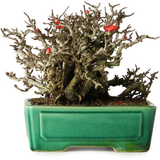 Yixing Chaenomeles speciosa Chojubai, 17 cm, ± 25 years old