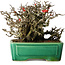 Chaenomeles speciosa Chojubai, 17 cm, ± 25 Jahre alt, in einem Yixing-Topf