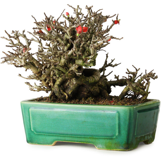 Chaenomeles speciosa Chojubai, 17 cm, ± 25 Jahre alt, in einem Yixing-Topf