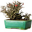 Chaenomeles speciosa Chojubai, 17 cm, ± 25 jaar oud, in een Yixing pot