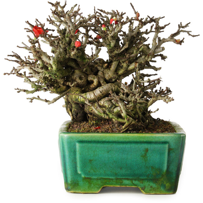 Chaenomeles speciosa Chojubai, 17 cm, ± 25 años, en una olla Yixing