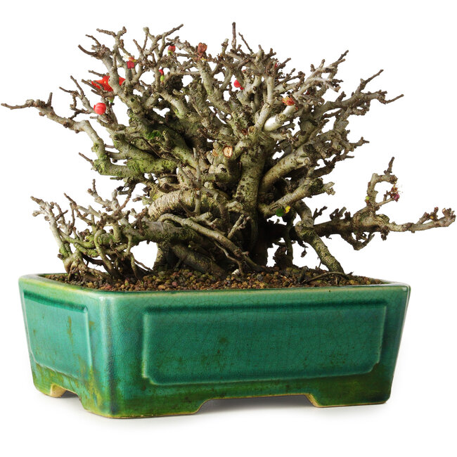 Chaenomeles speciosa Chojubai, 17 cm, ± 25 años, en una olla Yixing