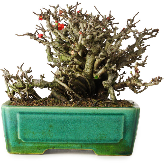 Chaenomeles speciosa Chojubai, 17 cm, ± 25 jaar oud, in een Yixing pot